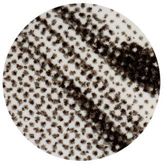 50x Magnification