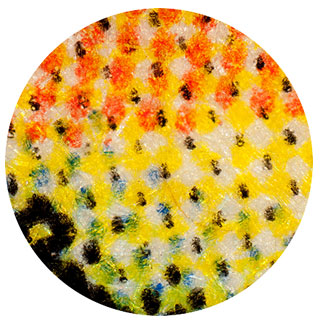 50x Magnification