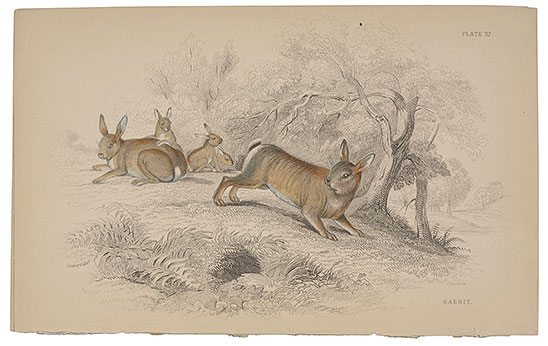 Hand-colored book illustration 1838